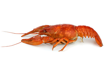 Image showing Boiled crawfish