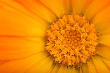 Image showing Close-up shot of orange calendula flower