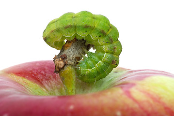 Image showing Green caterpillar on the red apple