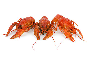 Image showing Three boiled crawfishes