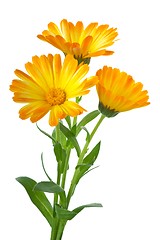 Image showing Three calendula flowers