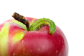Image showing Big green worm crawling over red apple