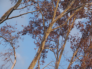 Image showing autumn leaves