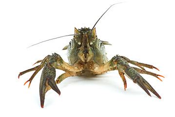 Image showing Crawfish portrait