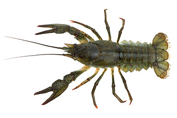 Image showing Crawfish. View from above