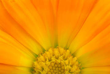 Image showing Calendular sun