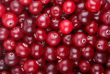 Image showing Red cranberries