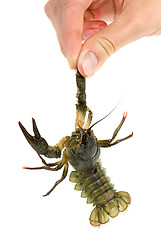 Image showing Hand holding live crawfish