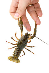 Image showing Crawfish seized the finger by claws