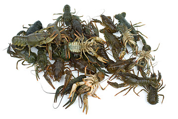 Image showing Pile of live crawfishes