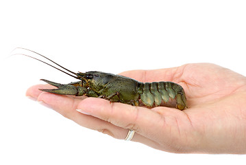 Image showing Crawfish lying in the palm