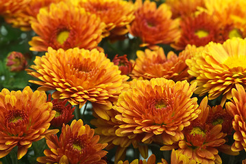 Image showing Orange chrysanthemum flowers