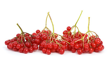 Image showing Viburnum berries