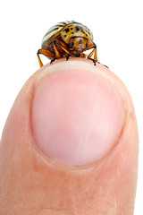 Image showing Colorado potato beetle crawling over finger