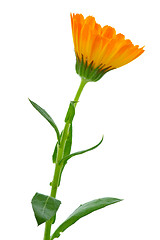 Image showing Calendula flower