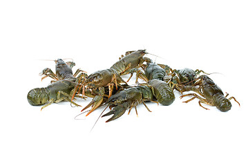 Image showing Few crawfishes