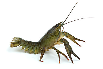 Image showing Crawfish in defensive position