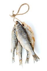 Image showing Five dried sea roach fishes on the rope