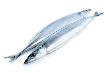 Image showing Two fresh pacific saury fishes