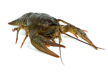 Image showing Crawfish