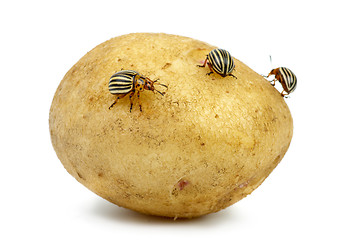 Image showing Potato infested with colorado potato beetles