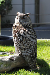 Image showing Owl in zoo