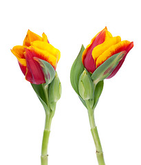 Image showing Two yellow and red tulips