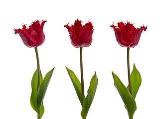 Image showing Three red tulips