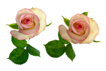 Image showing Beautiful roses