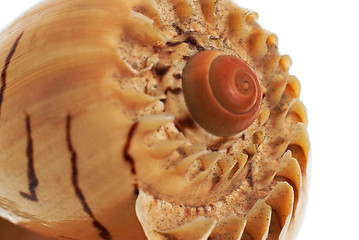 Image showing Sea shell macro detail