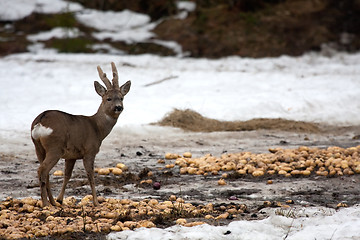 Image showing roebuck