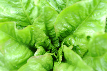 Image showing Asparagus lettuce