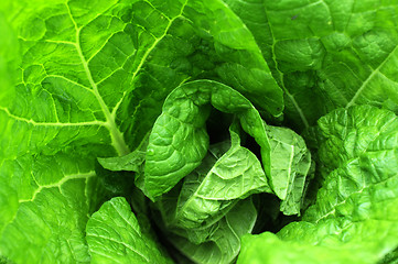 Image showing Celery cabbage