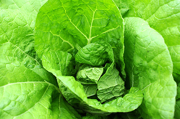 Image showing Celery cabbage