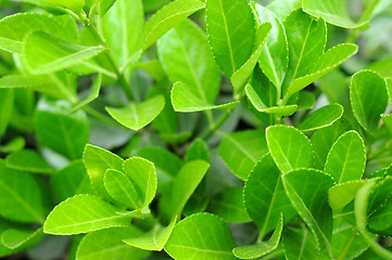 Image showing New leaves in spring