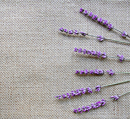 Image showing Lavender flowers on sackcloth background