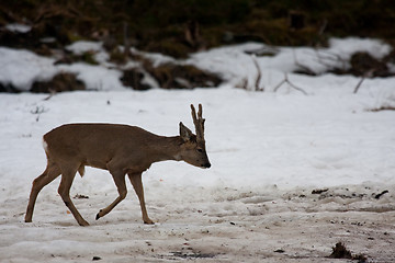Image showing roebuck in snow