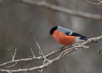 Image showing bullfinch