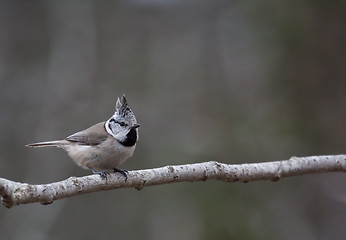 Image showing Crested tit