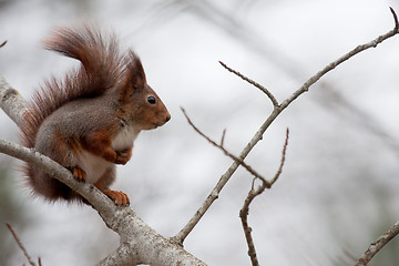 Image showing Red squirrel