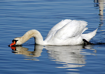 Image showing Swan on water