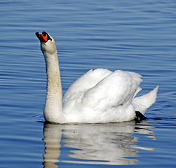 Image showing Swan 