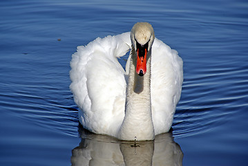 Image showing Severe swan