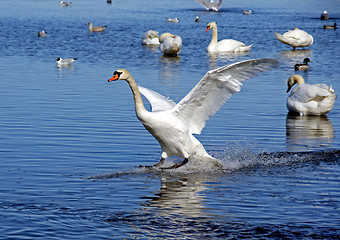 Image showing Landing