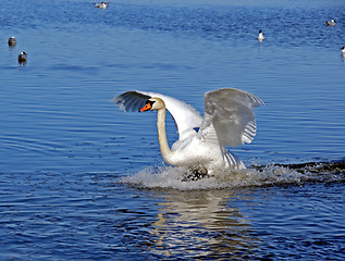 Image showing Swan