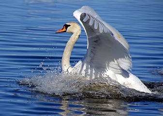 Image showing White swan 