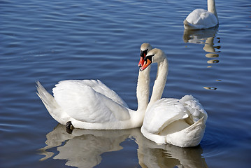 Image showing Pair swans