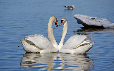 Image showing White swans 