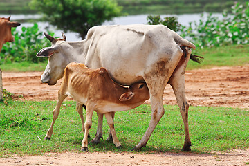 Image showing mother cow