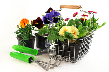 Image showing Flower Shopping